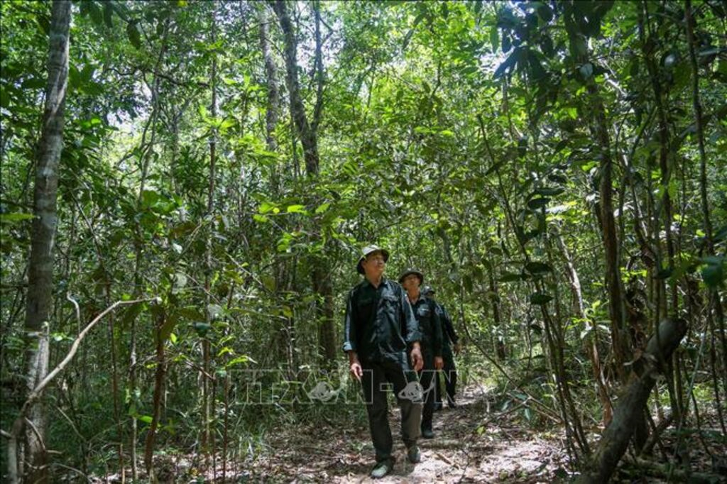 Tăng cường công tác quản lý, bảo vệ và phát triển rừng